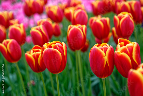 Tulipes hollandaises