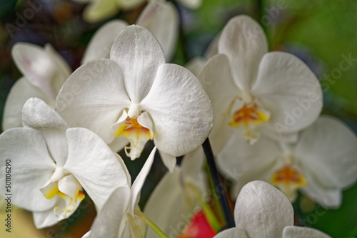 Orchid  es blanches