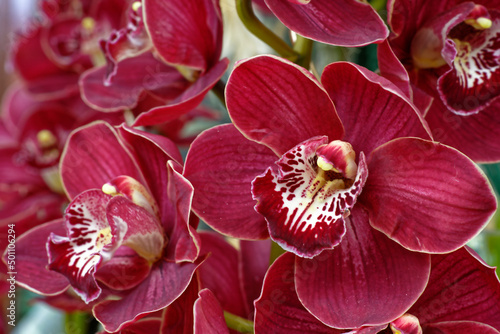 Fotografía Orchidées
