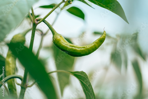 Wallpaper Mural Close up of green unripe jalapeno pepper growing as field crop agriculture, with blurred background Torontodigital.ca