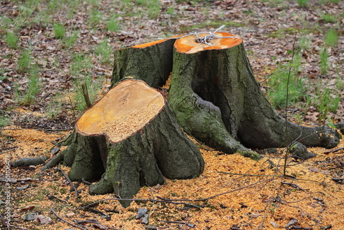 the trunk of a felled tree in the park
