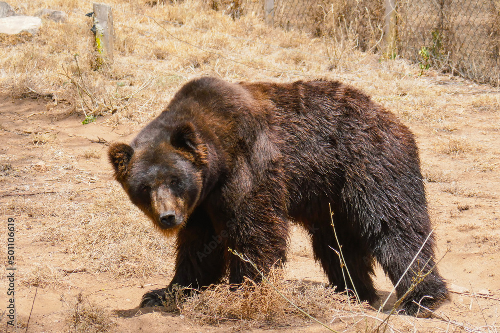 A grizzly bear at a conservancy in Nanyuki, Kenya A grizzly bear at a conservancy in Nanyuki, Kenya
