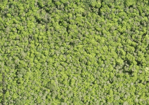 Top View Aerial Photograph of Forest