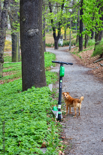 Fototapeta Naklejka Na Ścianę i Meble -  dog on an electric scooter in the park