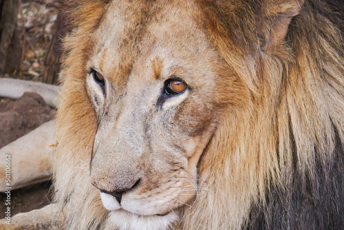 Fototapeta Naklejka Na Ścianę i Meble -  A lion - Panthera leo resting at a conservancy in Nanyuki, Kenya