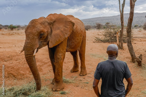 Photography A tourist standing next to an African Elephant - Loxodonta Africana at a conserv