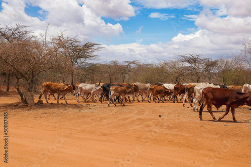 Masai cows grazing in the wild at Nanyuki, Kenya
