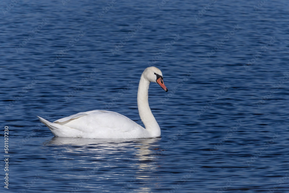 white swan swimming in a river