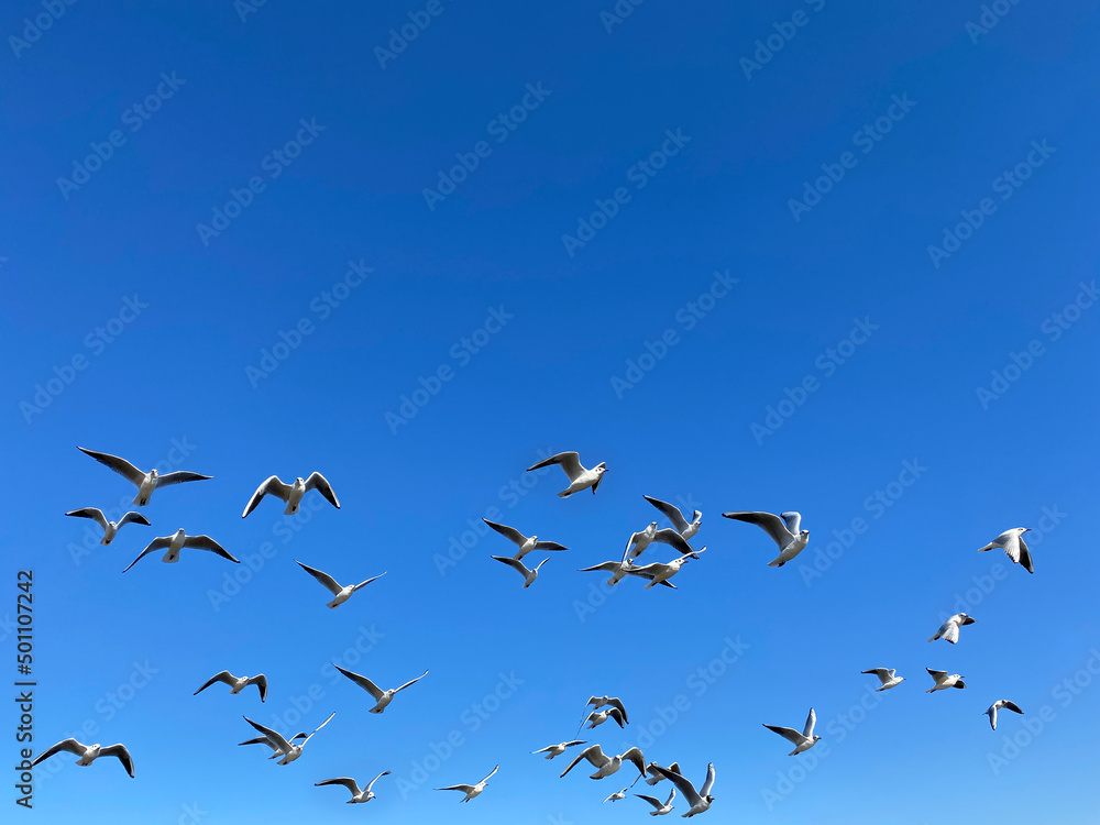 Fototapeta premium flock of common gulls flying in a blue sky