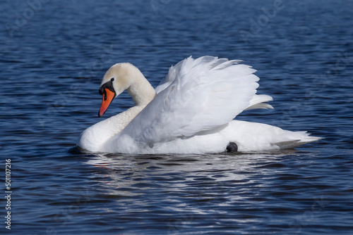 white swan swimming in a blue water