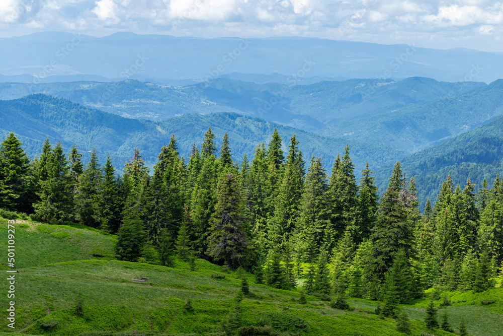 Fototapeta premium Carpathian mountains in summer on a beautiful sunny day. Unique pristine nature of the Carpathians - a landscape of summer mountains for wallpaper. Carpathian, Ukraine. Beauty world.