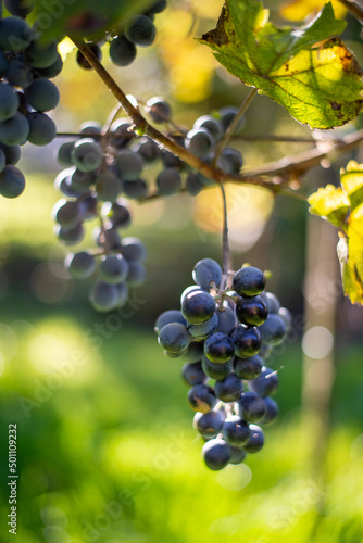 Blue vine grapes in the vineyard. Grapes for making red wine in the harvesting.