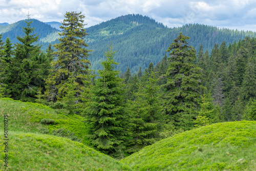 Carpathian mountains in summer on a beautiful sunny day. Unique pristine nature of the Carpathians - a landscape of summer mountains for wallpaper. Carpathian  Ukraine. Beauty world.