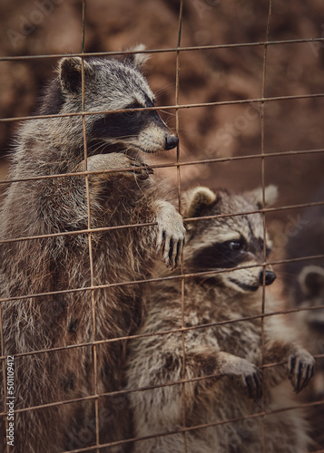 Fluffy raccoons in a cage stretch their paws and ask for food. Inadmissible keeping of wild animals in captivity. Wildlife protection. photo