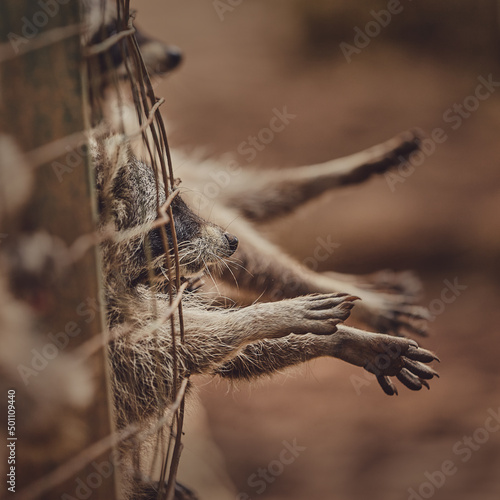 Fluffy raccoons in a cage stretch their paws and ask for food. Inadmissible keeping of wild animals in captivity. Wildlife protection. photo