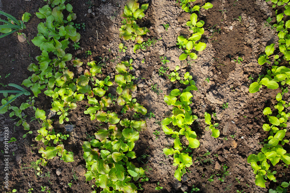lettuce and radishes growing in early spring lettuce and radishes growing in early spring