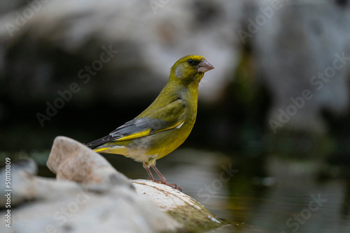 European greenfinch (Chloris chloris), Notranjska Regional Park, Slovenia