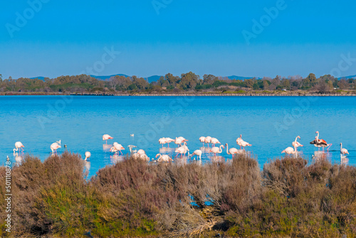 Greater flamingoes at Orbetello Lagoon, Province of Grosseto, Maremma, Tuscany photo