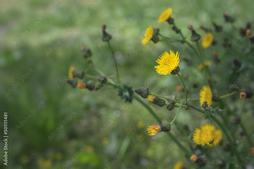 Fototapeta premium たんぽぽ