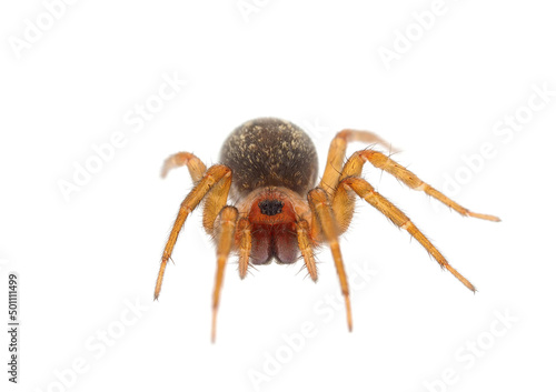 Mediterranean funnel weaver spider isolated on white background, Lycosoides coarctata female