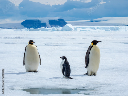 A pair of emperor penguins (Aptenodytes forsteri), with an Adelie penguin near Snow Hill Island, Weddell Sea photo