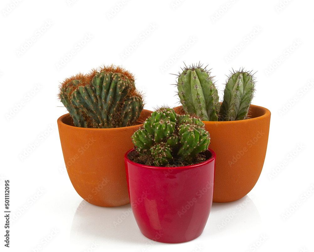 cactus isolated on white background cactus isolated on white background