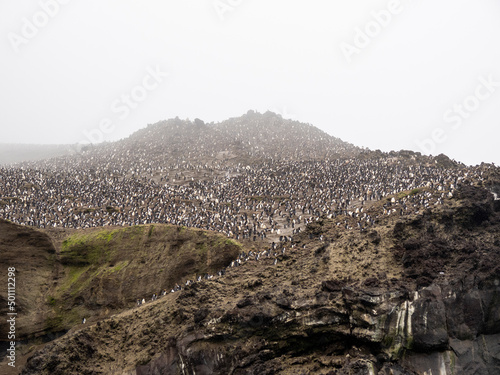 Over a million chinstrap penguins (Pygoscelis antarcticus), on Zavodovski Island, South Sandwich Islands photo
