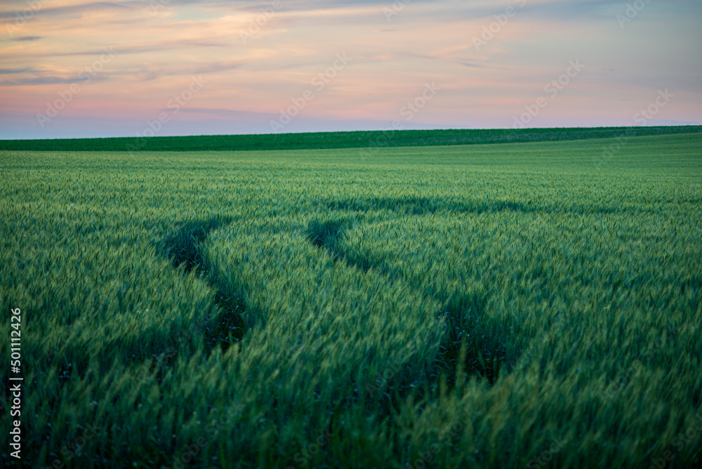 Wheat field landscape with path in the sunset time