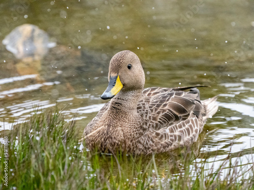 Adult South Georgia pintail (Anas georgica georgica), swimming in a freshwater pond, Moltke Harbor, South Georgia