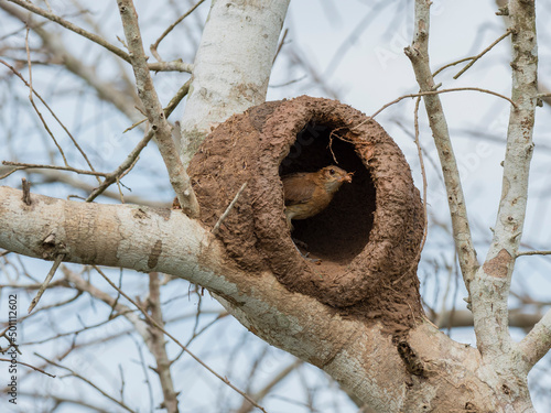 Adult red ovenbird (Furnarius rufus), building a nest in a tree, Rio Pixaim, Mata Grosso, Pantanal photo