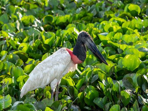 Adult jabiru stork (Jabiru mycteri), on the ground near Pouso Allegre, Mata Grosso, Pantanal