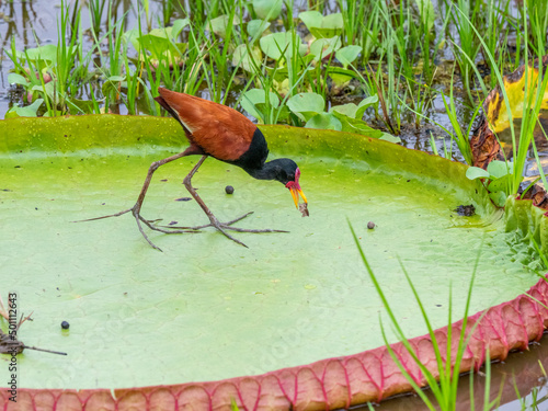 Adult wattled jacana (Jacana jacana), on Queen Victoria water lily, Rio Pixaim, Mato Grosso, Pantanal
