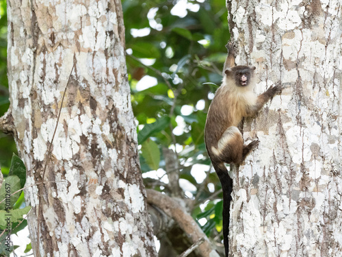 Adult black-tailed marmoset (Mico melanurus), in the trees at Pousada Piuval, Mato Grosso, Pantanal photo