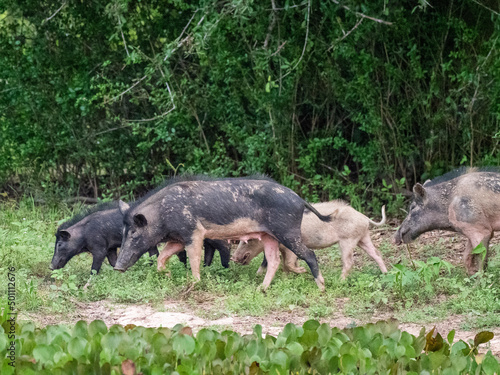 A group of feral pigs (Sus scrofa), scavenging at Pouso Allegre, Mato Grosso, Pantanal