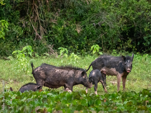 A group of feral pigs (Sus scrofa), scavenging at Pouso Allegre, Mato Grosso, Pantanal