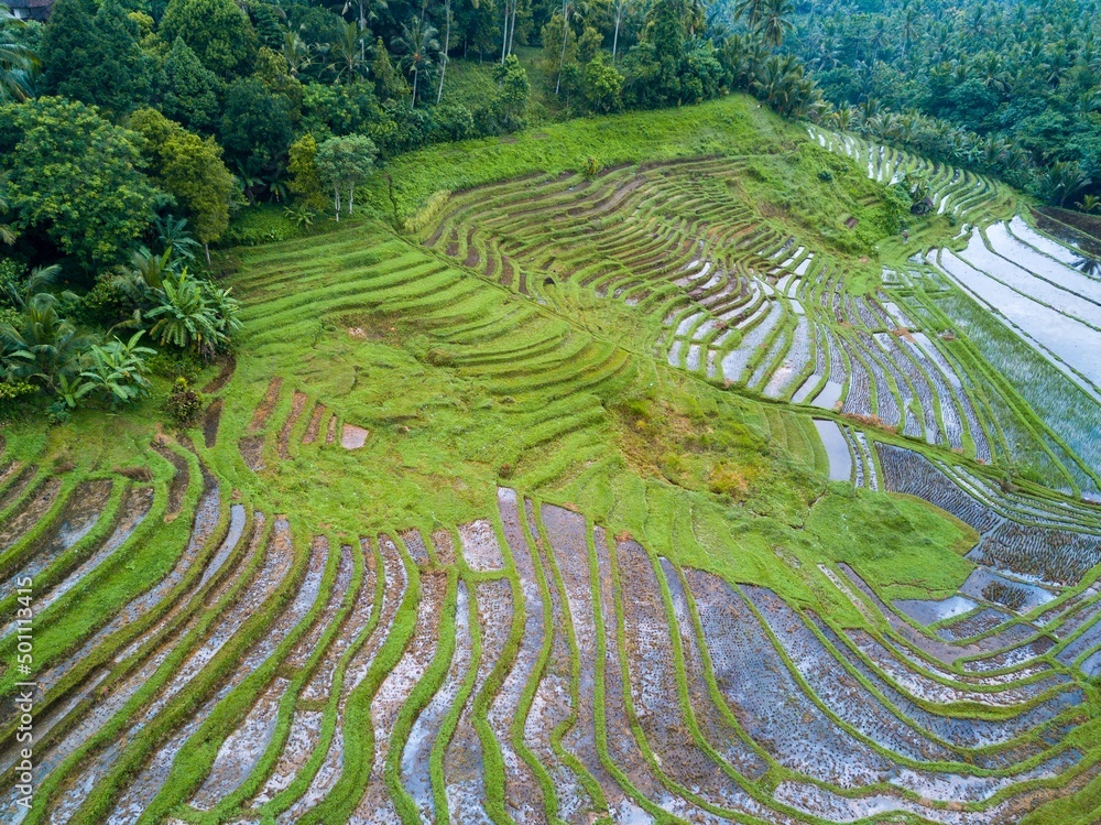 Rice terraces, Bali, Indonesia. Aerial drone view. Rice terraces, Bali, Indonesia. Aerial drone view.