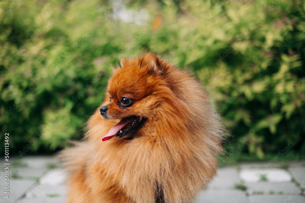 Cute orange dog breed Pomeranian Spitz looks to the side on a background of greenery.
