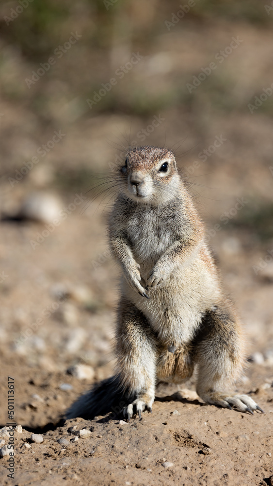 Cape ground squirrel on high alert Cape ground squirrel on high alert