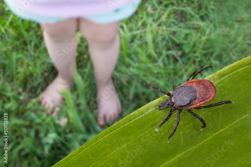 Bare child feet and deer tick in grass playground. Ixodes ricinus. Closeup of toddler small legs playing on summer green meadow with lurking dangerous parasite. Encephalitis or Lyme disease attention. photo