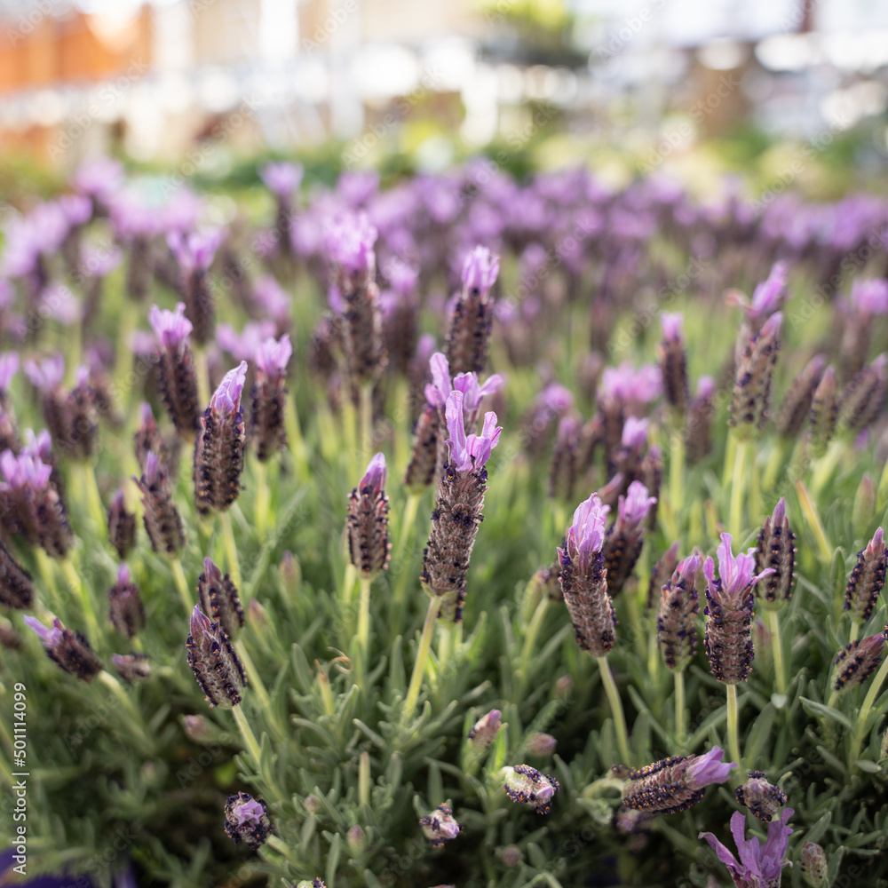 Obraz premium Lavender Closeup