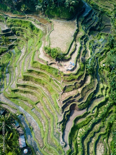 Tegallalang rice terraces, Bali, Indonesia. Aerial drone view. © Aerial Pictures