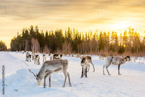 Herding reindeer in beautiful snowy landscape of Jorn, Sweden photo