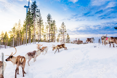 Herding reindeer in beautiful snowy landscape of Jorn, Sweden
