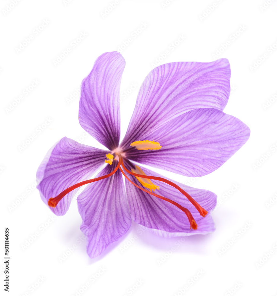 Fototapeta premium Saffron flower