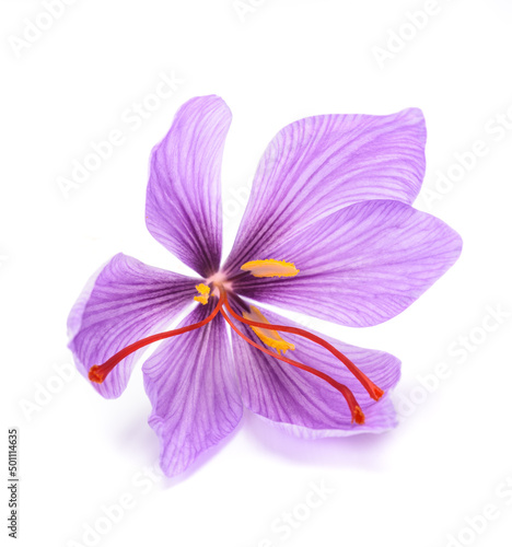 Saffron  flower photo