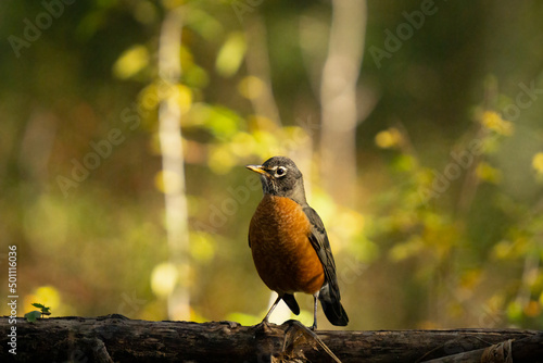 Robin resting on tree branch with green background