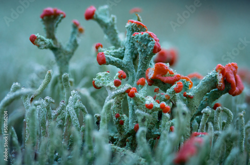 Cladonia Lichen 'British Soldiers' macro photo