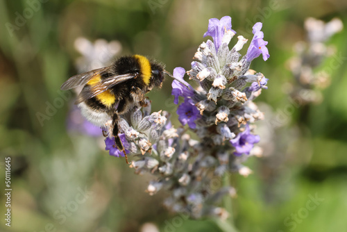 Bourdon commun sur une fleur de lavande