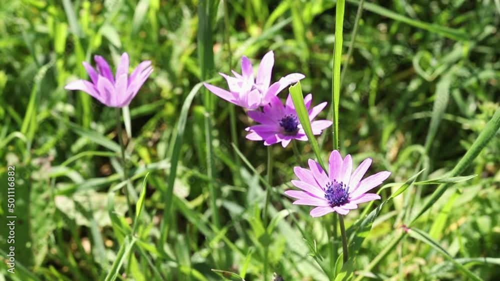 Broad leaved anemone purple flowers Broad leaved anemone purple flowers