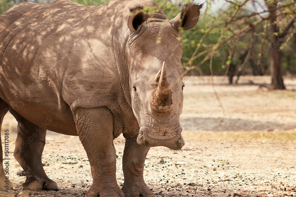 Fototapeta premium Wild african animals. Portrait of a male bull white Rhino grazing in Etosha National park, Namibia.